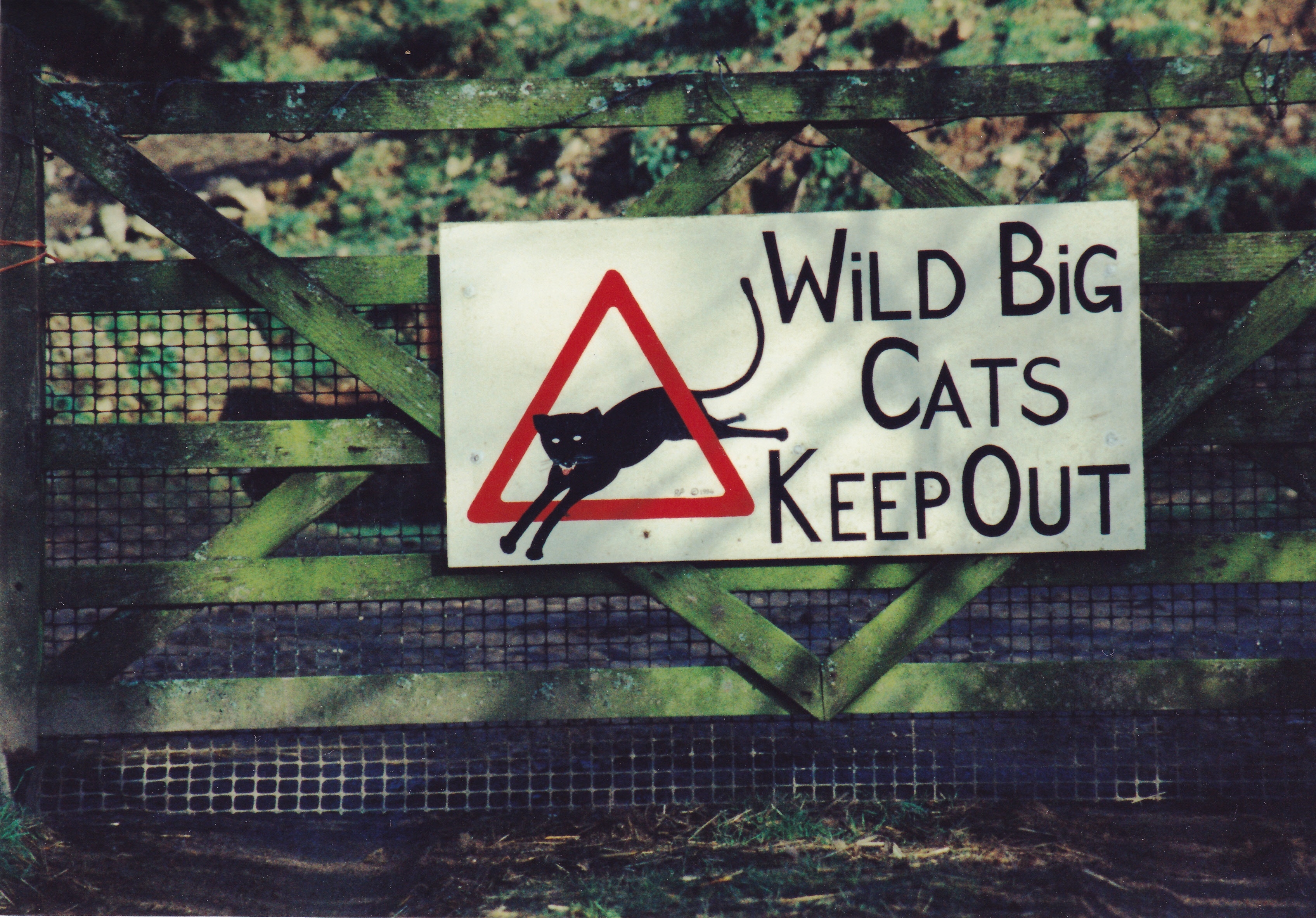 About The Book Big Cats Facing Britain S Wild Predators